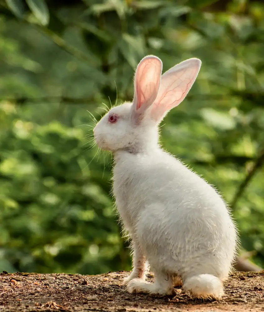 Baby Bunny in Wildflower Garden