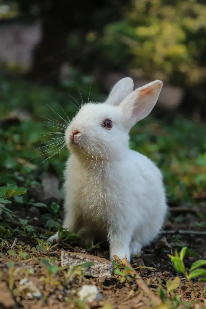 Fluffy Bunny in Forest Plants