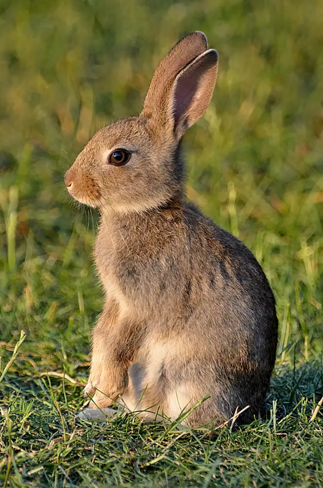 Realistic Bunny Sitting in Tall Grass
