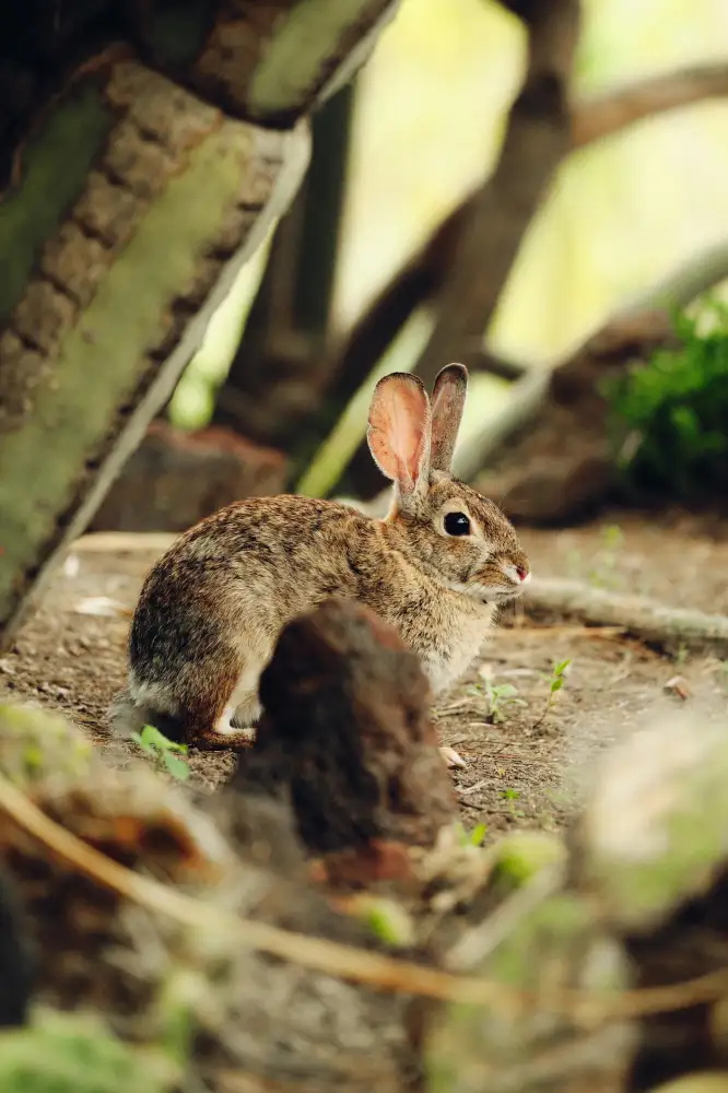 Woodland Rabbit Near Tree Stump